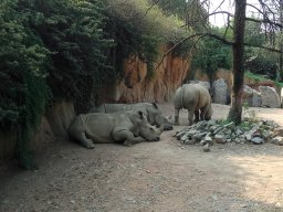 Parco Faunistico Le Cornelle, Valbrembo - Rinoceronti bianchi