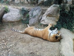 Parco Faunistico Le Cornelle, Valbrembo - Tigre siberiana