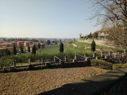 Grumello del Monte - Vigneti della Tenuta del Castello